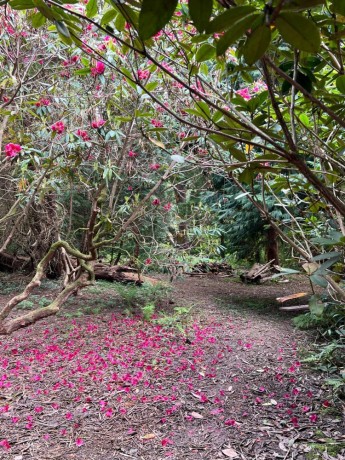 parc-martinvast-flore__